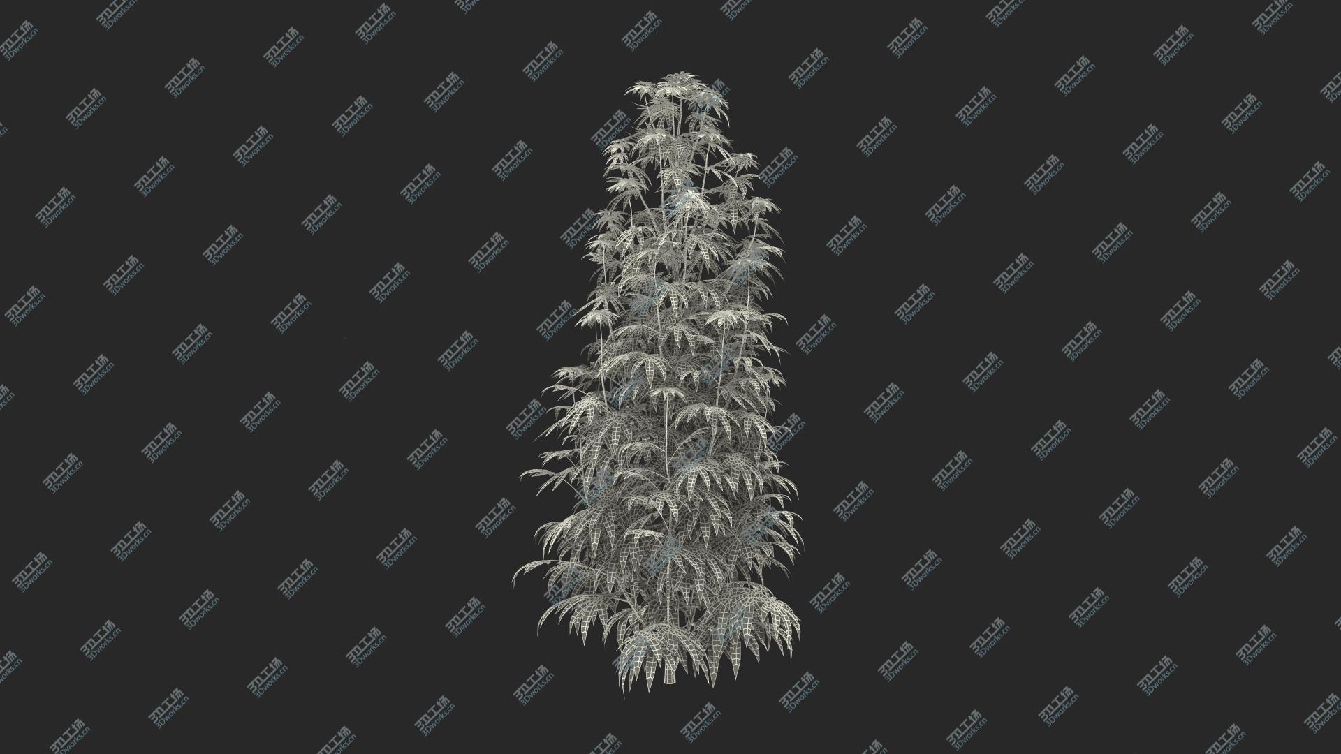 images/goods_img/2021040232/Marijuana Plant 3D model/3.jpg